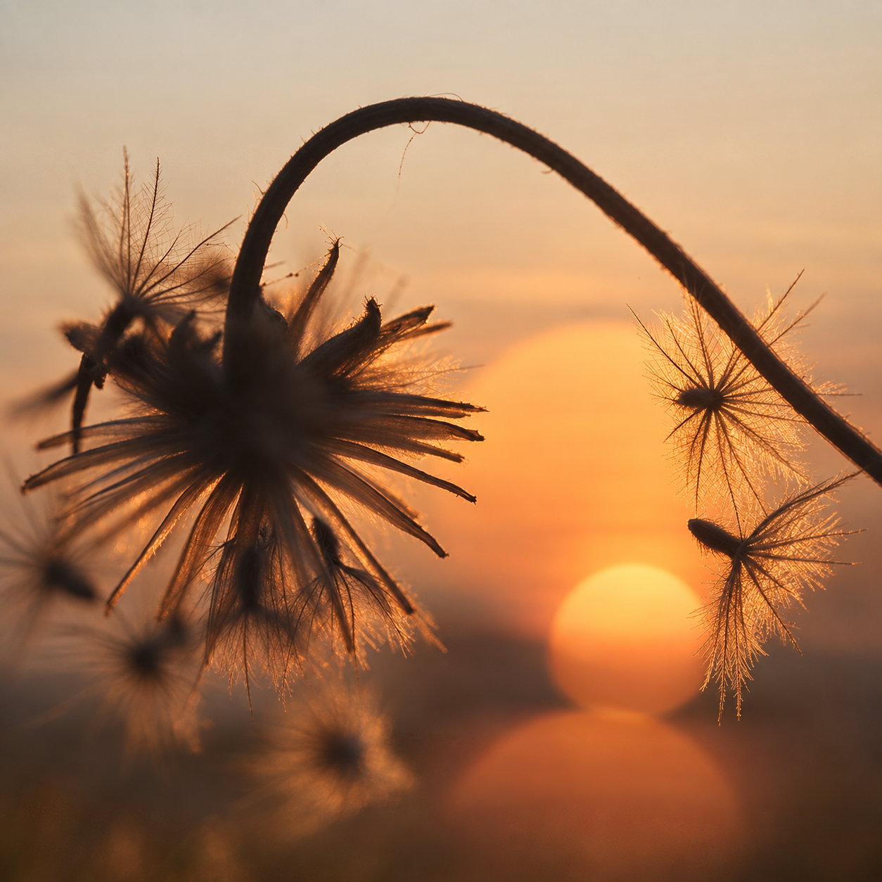 Recursos de psicoterapia gratuitos